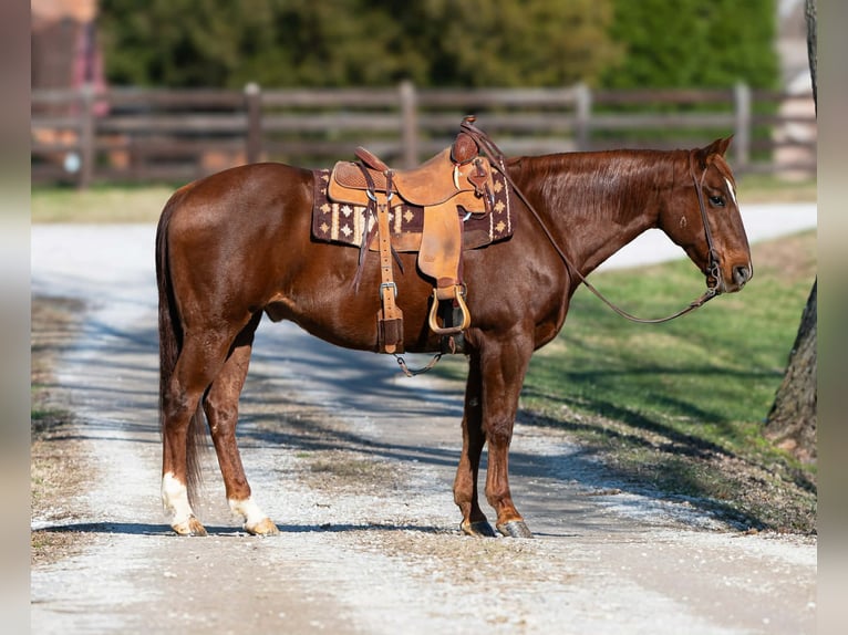 American Quarter Horse Ruin 12 Jaar 160 cm Roodvos in Madisonville