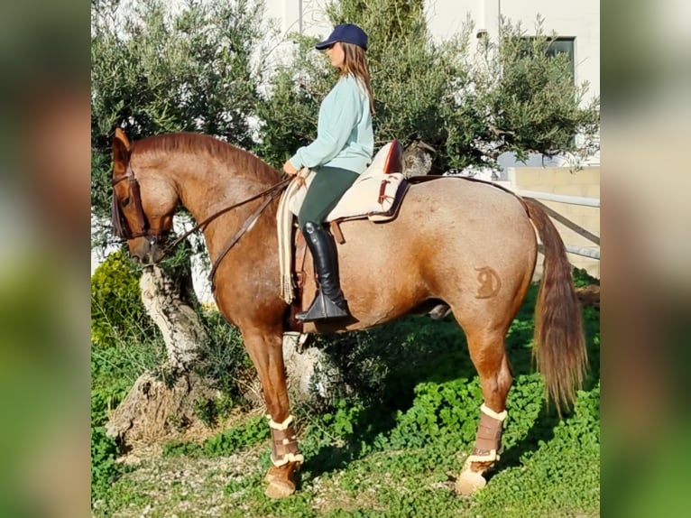 American Quarter Horse Mix Ruin 12 Jaar 162 cm Roan-Red in Collado Villalba