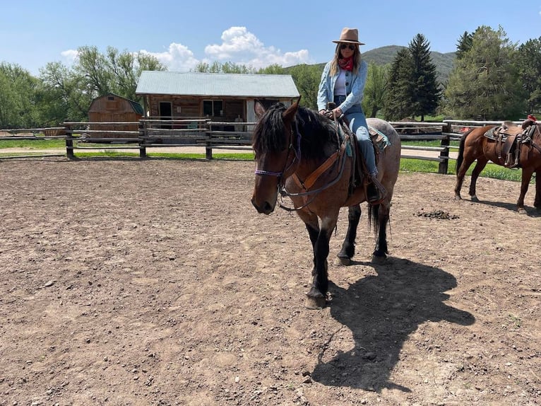 American Quarter Horse Ruin 12 Jaar 163 cm Roan-Bay in Herber City, UT