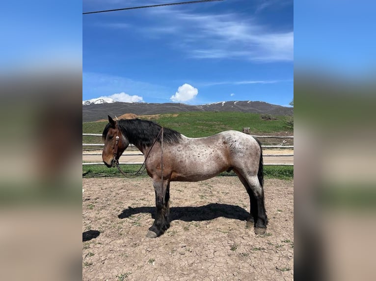 American Quarter Horse Ruin 12 Jaar 163 cm Roan-Bay in Herber City, UT