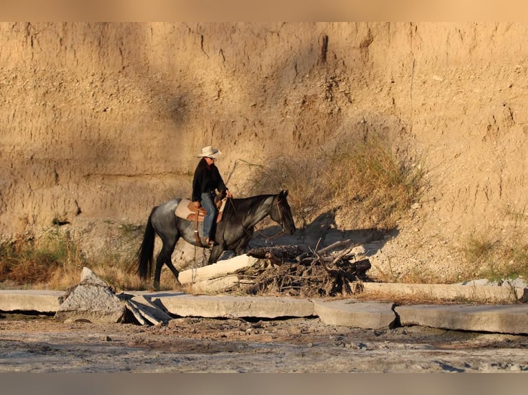 American Quarter Horse Ruin 12 Jaar 163 cm Roan-Blue in WEATHERFORD, TX