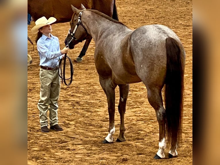 American Quarter Horse Ruin 12 Jaar 163 cm Roan-Red in Terrell