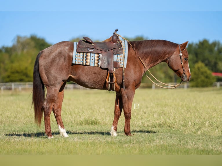 American Quarter Horse Ruin 12 Jaar 163 cm Roan-Red in Terrell