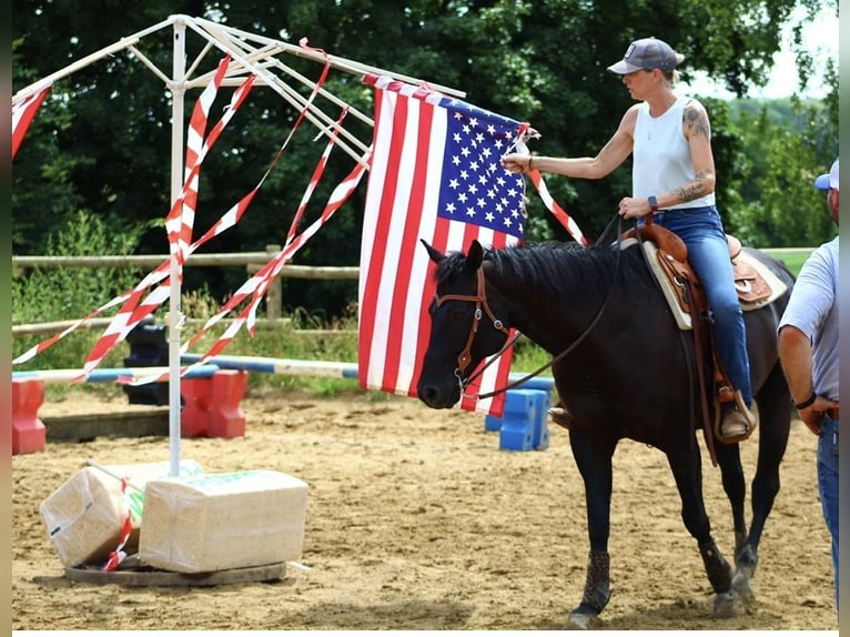 American Quarter Horse Ruin 12 Jaar 163 cm Zwart in TrierTrier