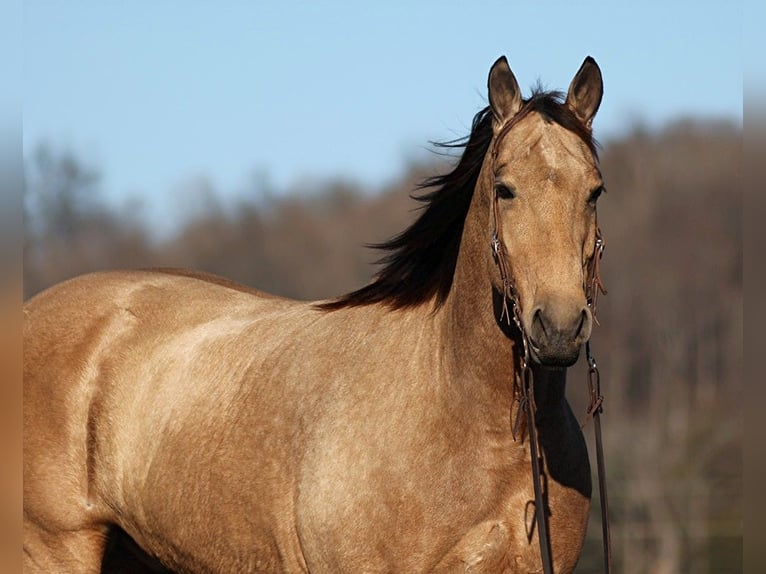 American Quarter Horse Ruin 12 Jaar 165 cm Buckskin in Mount Vernon