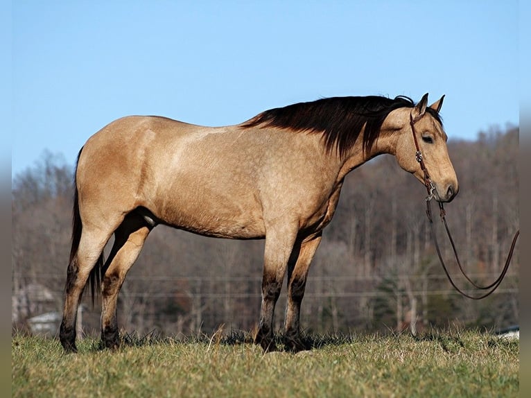 American Quarter Horse Ruin 12 Jaar 165 cm Buckskin in Mount Vernon