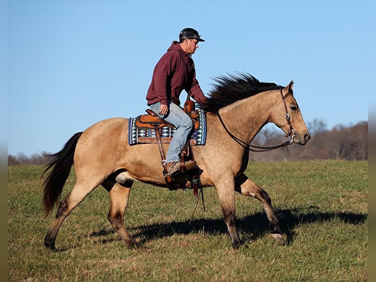 American Quarter Horse Ruin 12 Jaar 165 cm Buckskin in Mount Vernon