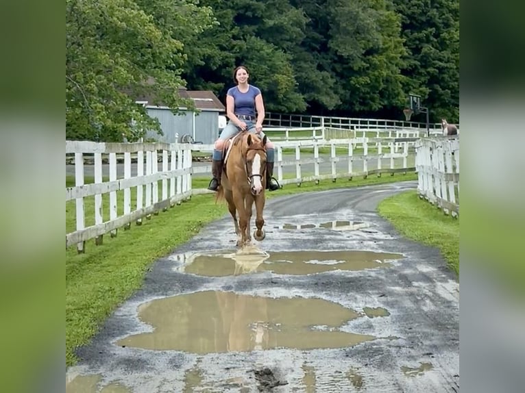 American Quarter Horse Ruin 12 Jaar 165 cm Falbe in Granby, CT