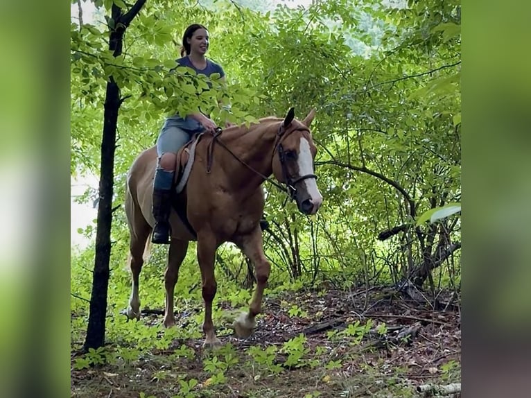 American Quarter Horse Ruin 12 Jaar 165 cm Falbe in Granby, CT