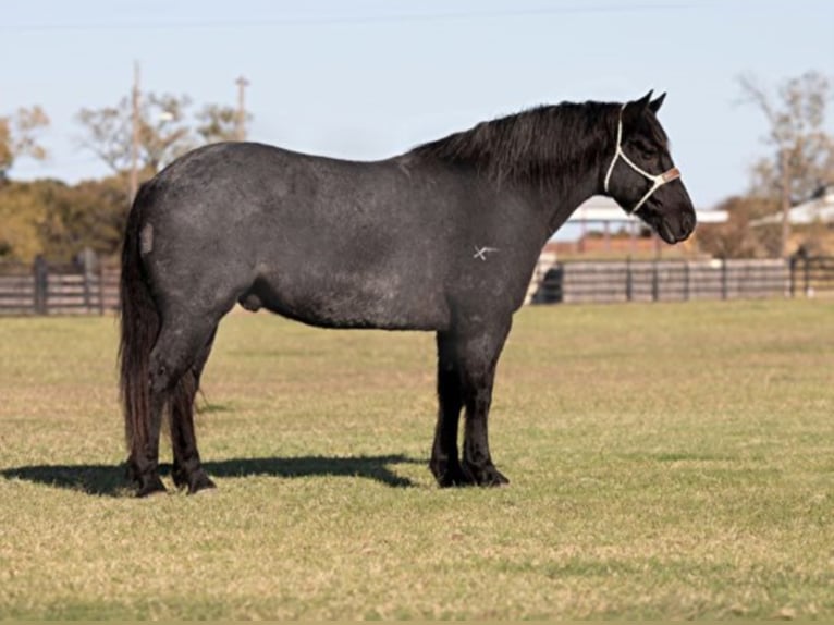 American Quarter Horse Ruin 12 Jaar 165 cm Roan-Blue in weatherford TX