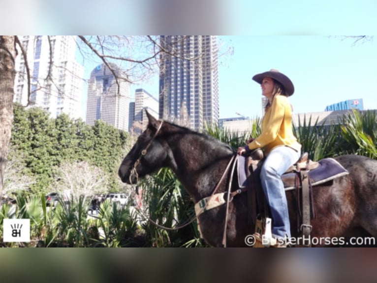 American Quarter Horse Ruin 12 Jaar 165 cm Roan-Blue in weatherford TX