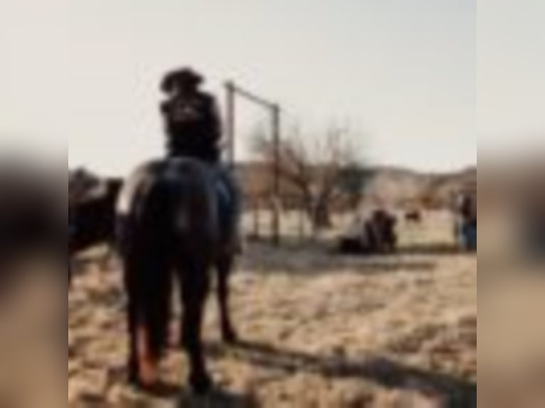 American Quarter Horse Ruin 12 Jaar 165 cm Roan-Blue in weatherford TX