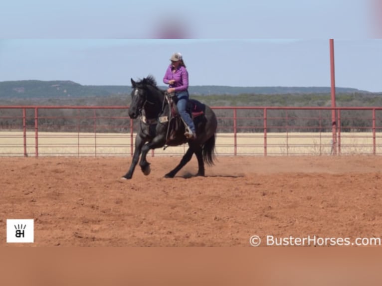 American Quarter Horse Ruin 12 Jaar 165 cm Roan-Blue in weatherford TX