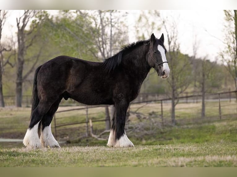 American Quarter Horse Ruin 12 Jaar 168 cm Zwart in canton TX
