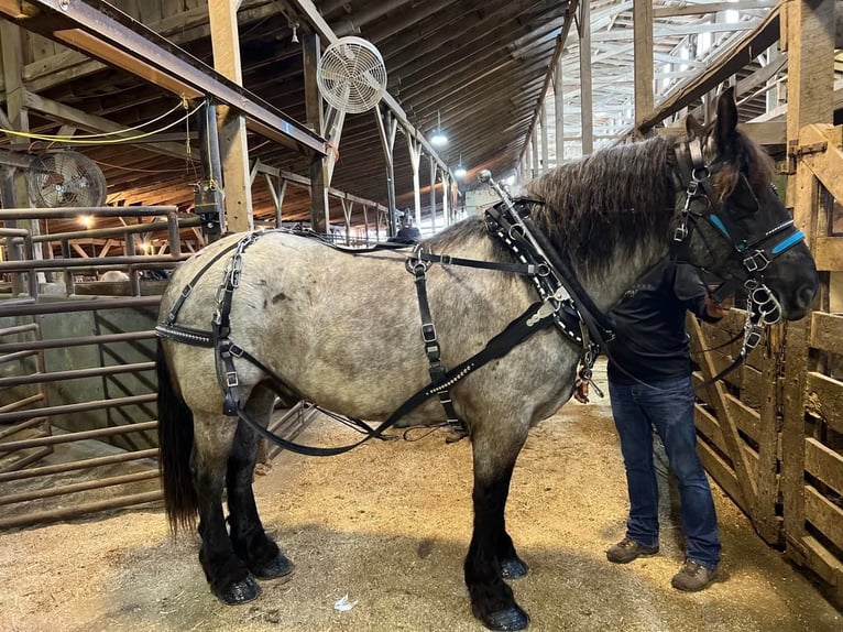 American Quarter Horse Ruin 12 Jaar 170 cm Roan-Blue in Libson IA