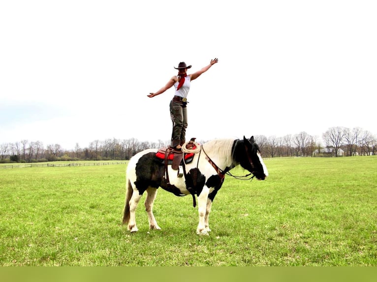 American Quarter Horse Ruin 12 Jaar 173 cm Tobiano-alle-kleuren in Highland MI