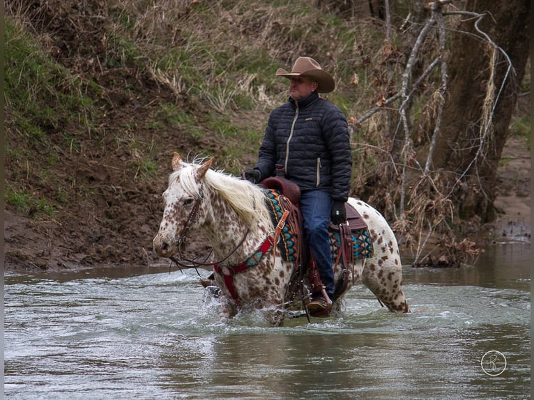 American Quarter Horse Ruin 12 Jaar Bruin in Mountain Grove MO