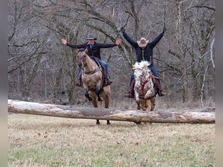 American Quarter Horse Ruin 12 Jaar Bruin in Mountain Grove MO