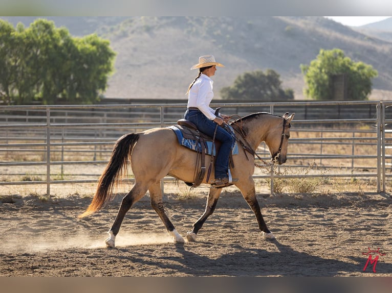 American Quarter Horse Ruin 12 Jaar Buckskin in Ventura