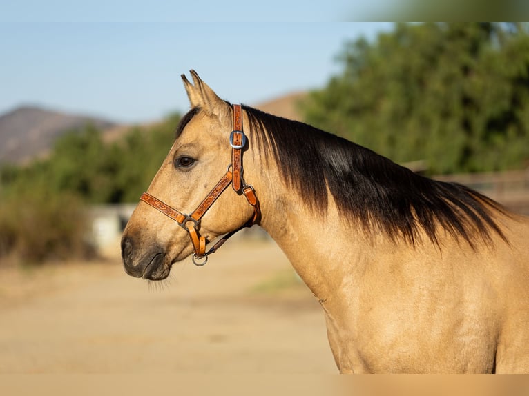 American Quarter Horse Ruin 12 Jaar Buckskin in Ventura