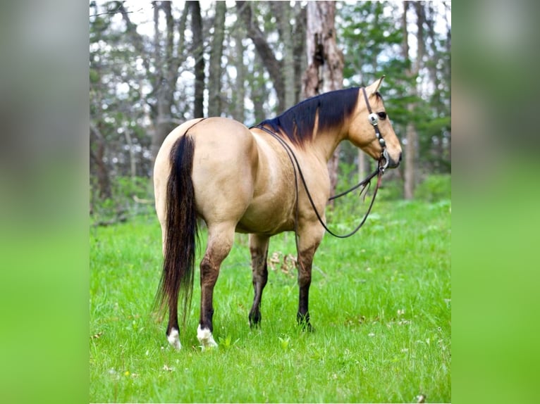 American Quarter Horse Ruin 12 Jaar Buckskin in Ventura