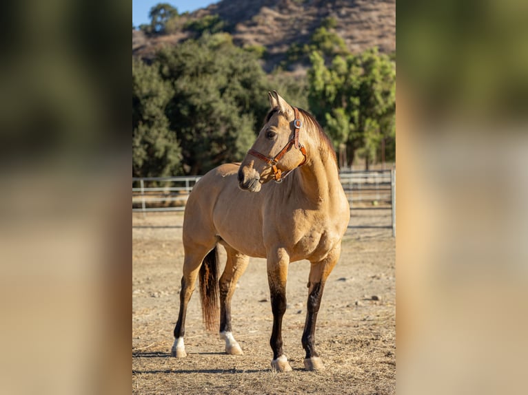 American Quarter Horse Ruin 12 Jaar Buckskin in Ventura
