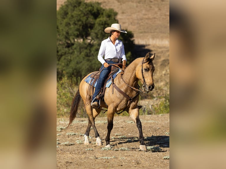American Quarter Horse Ruin 12 Jaar Buckskin in Ventura