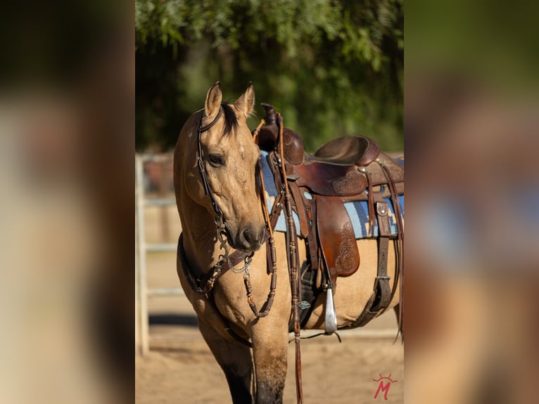 American Quarter Horse Ruin 12 Jaar Buckskin in Ventura