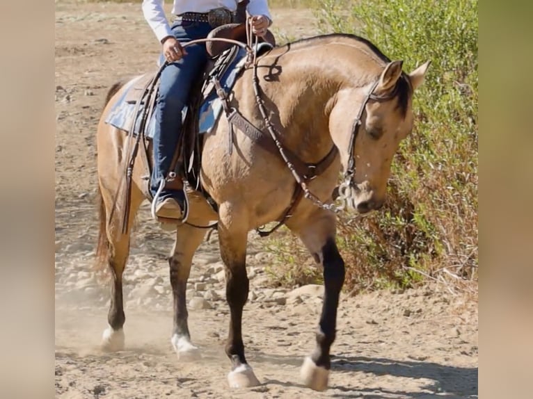 American Quarter Horse Ruin 12 Jaar Buckskin in Ventura