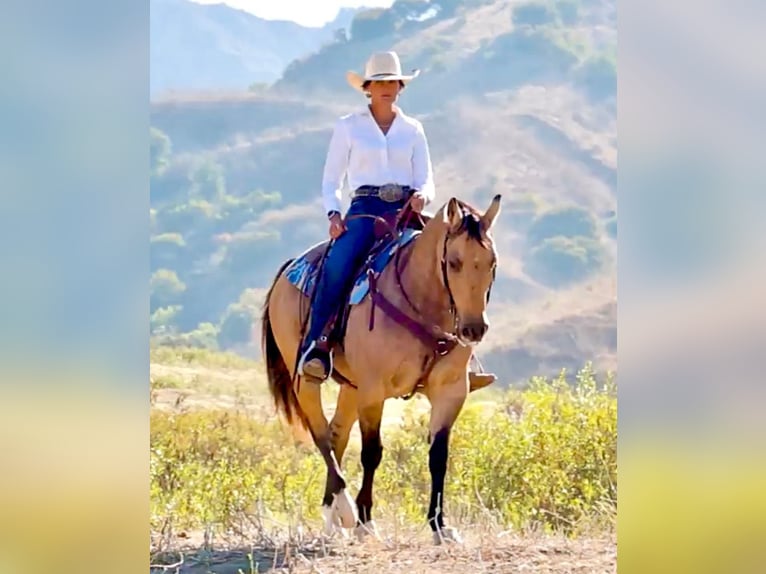 American Quarter Horse Ruin 12 Jaar Buckskin in Ventura