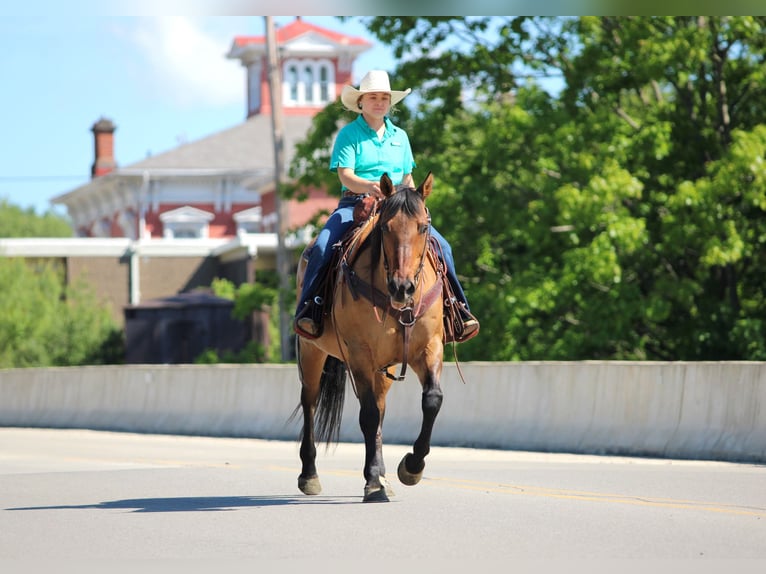 American Quarter Horse Ruin 12 Jaar Buckskin in Clarion