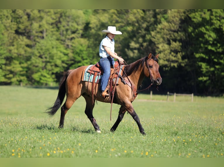 American Quarter Horse Ruin 12 Jaar Buckskin in Clarion