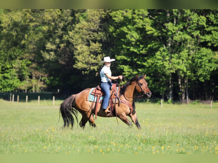 American Quarter Horse Ruin 12 Jaar Buckskin in Clarion