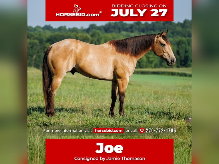 American Quarter Horse Ruin 12 Jaar Buckskin in Auburn