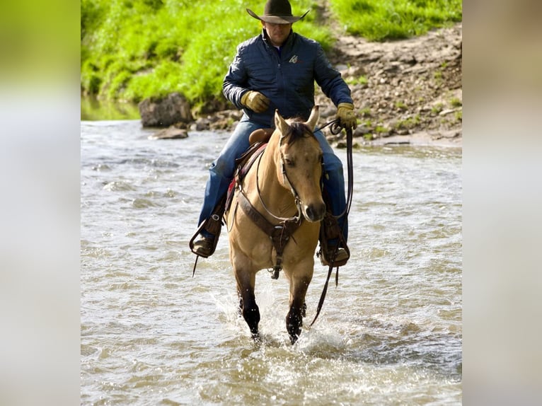 American Quarter Horse Ruin 12 Jaar Buckskin in Bernard