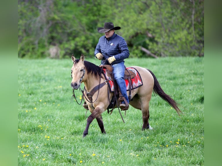 American Quarter Horse Ruin 12 Jaar Buckskin in Bernard
