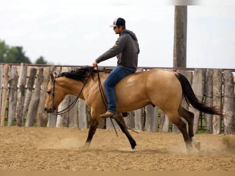 American Quarter Horse Ruin 12 Jaar Buckskin in Bernard