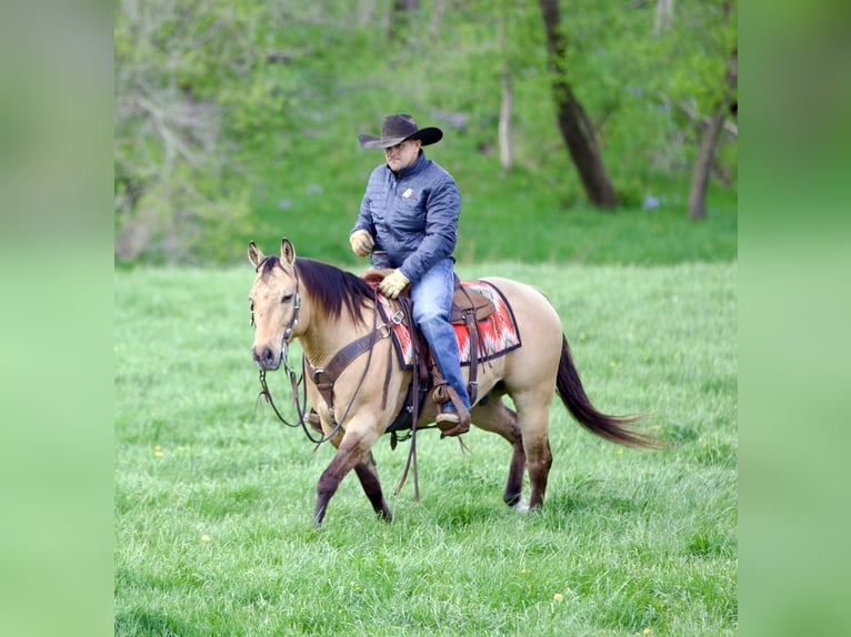 American Quarter Horse Ruin 12 Jaar Buckskin in Bernard