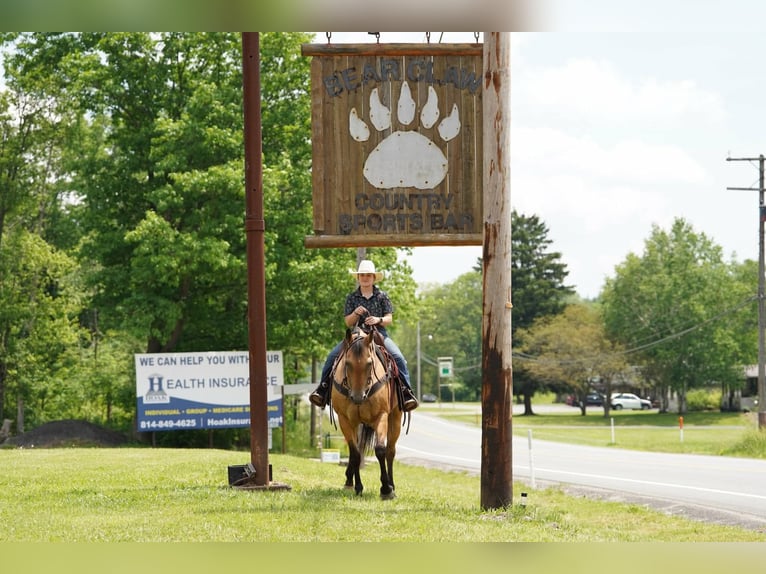 American Quarter Horse Ruin 12 Jaar Buckskin in Clarion
