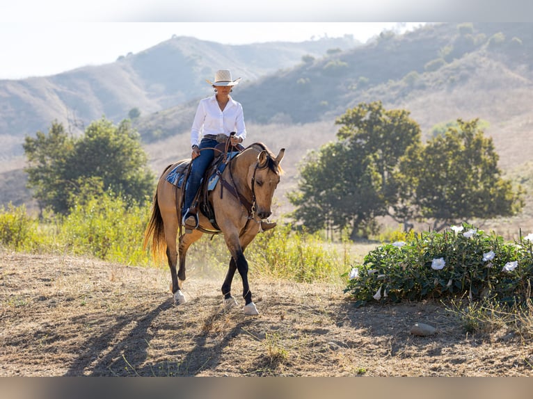 American Quarter Horse Ruin 12 Jaar Buckskin in Ventura
