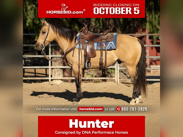 American Quarter Horse Ruin 12 Jaar Buckskin in Ventura