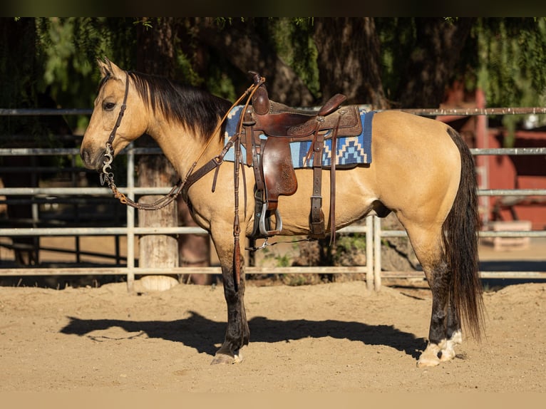 American Quarter Horse Ruin 12 Jaar Buckskin in Ventura