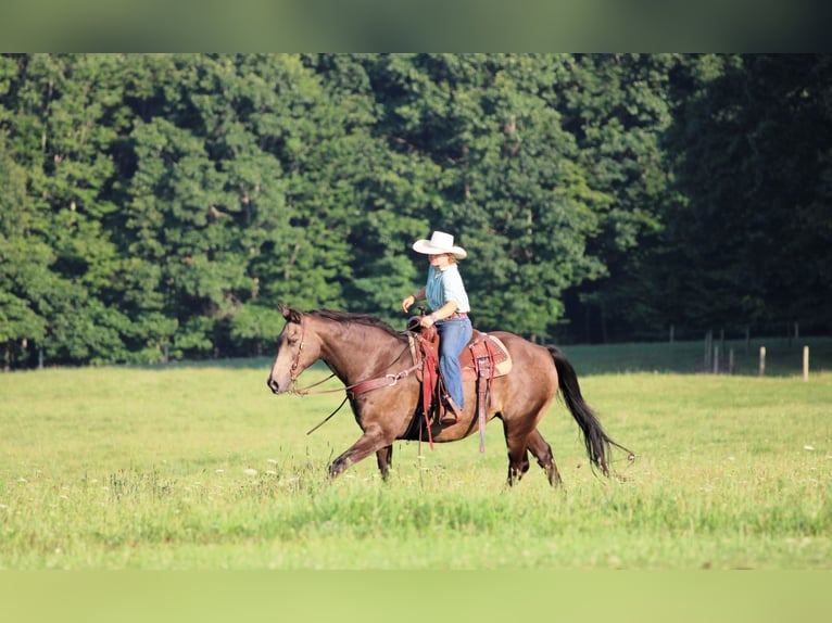 American Quarter Horse Ruin 12 Jaar Buckskin in Clarion