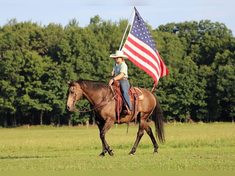 American Quarter Horse Ruin 12 Jaar Buckskin in Clarion