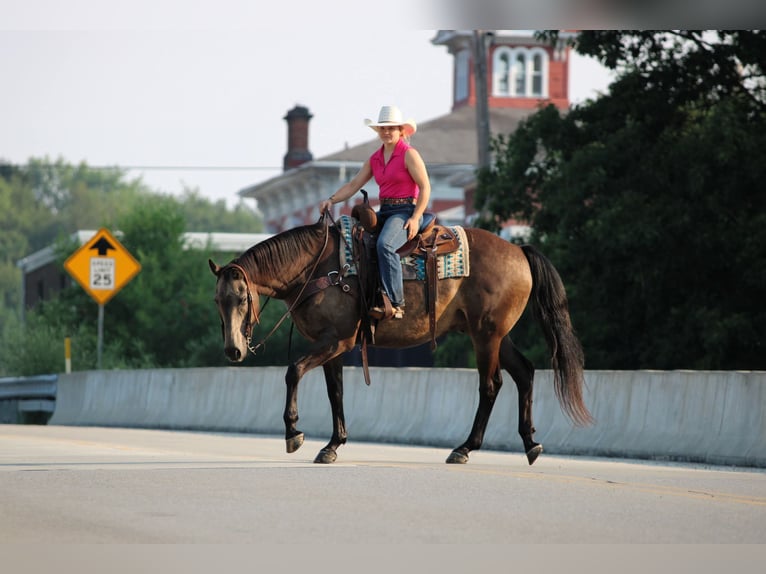 American Quarter Horse Ruin 12 Jaar Buckskin in Clarion