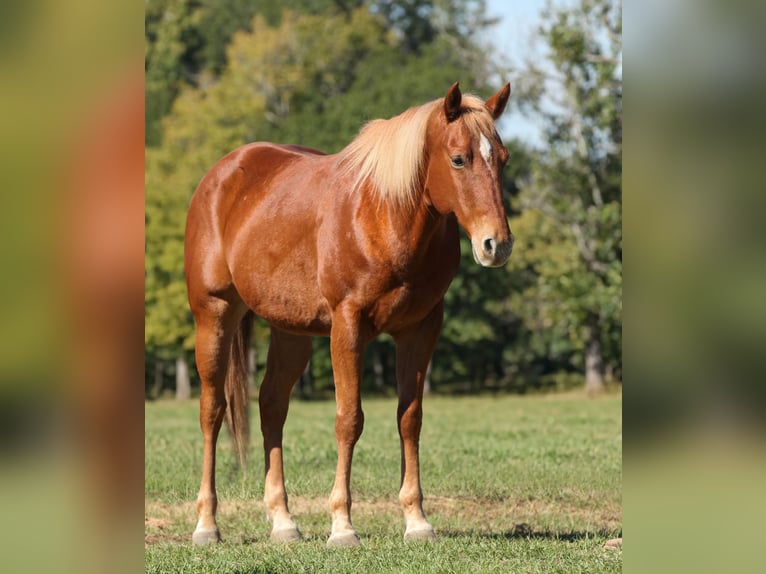 American Quarter Horse Ruin 12 Jaar Donkere-vos in Athens