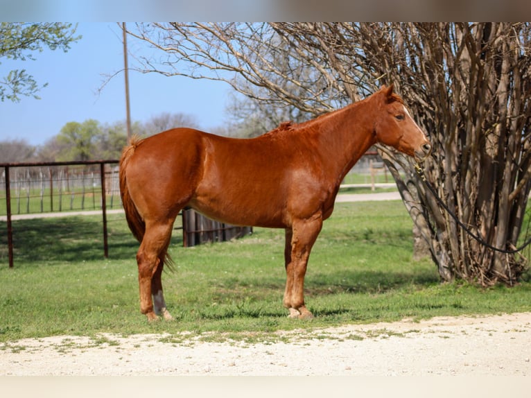 American Quarter Horse Ruin 12 Jaar Donkere-vos in Stephenville TX