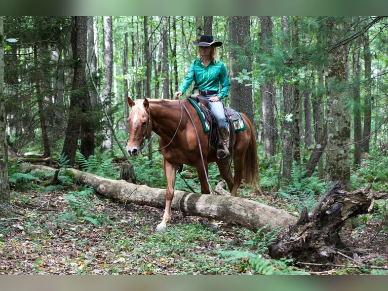 American Quarter Horse Mix Ruin 12 Jaar Donkere-vos in Tionesta