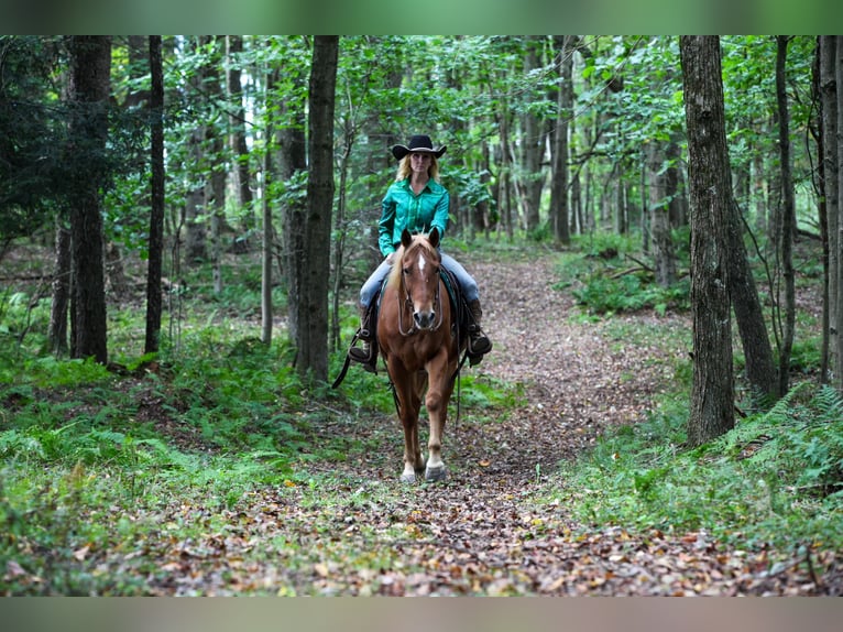 American Quarter Horse Mix Ruin 12 Jaar Donkere-vos in Tionesta