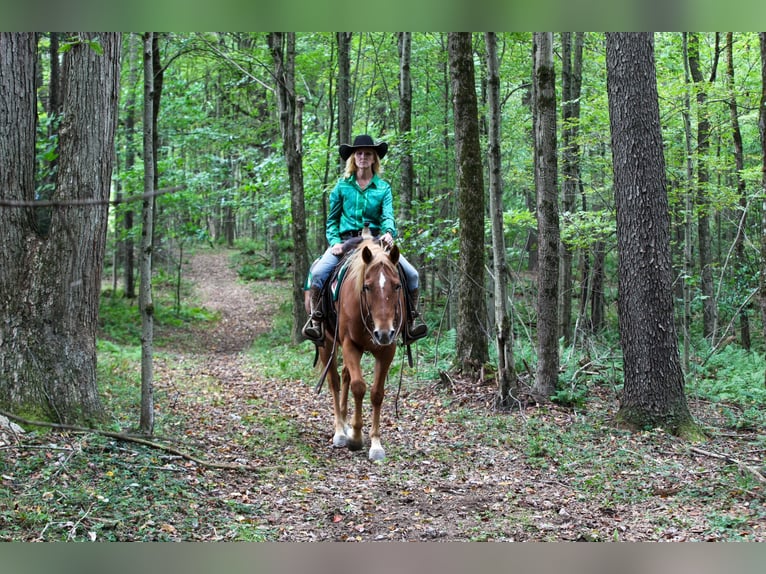 American Quarter Horse Mix Ruin 12 Jaar Donkere-vos in Tionesta
